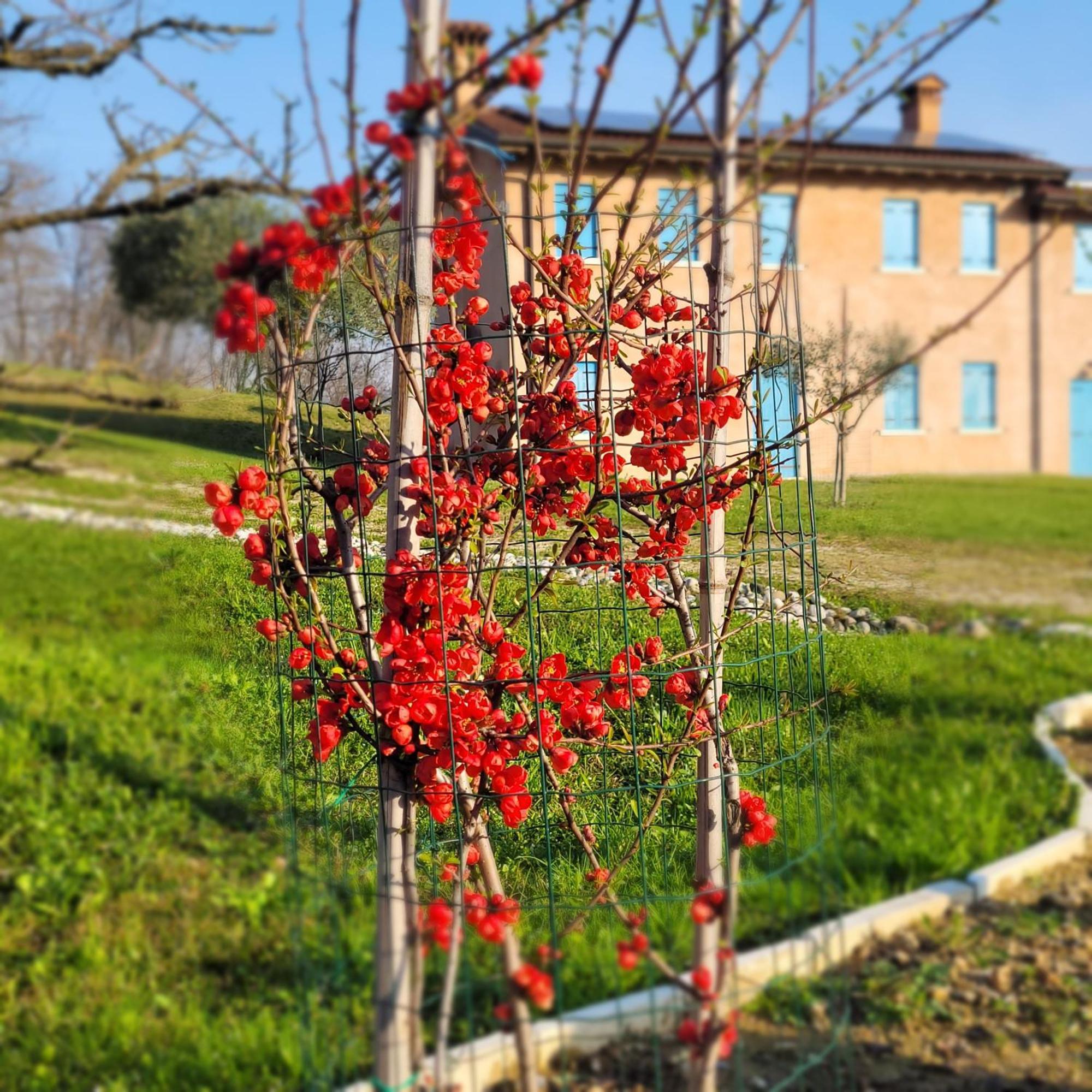 Nikolas' Valley Cornuda 외부 사진